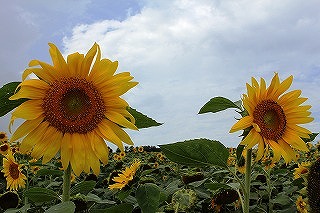 北竜町、ひまわりの里の風景