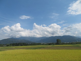 魚沼地方、稲穂の色づく風景