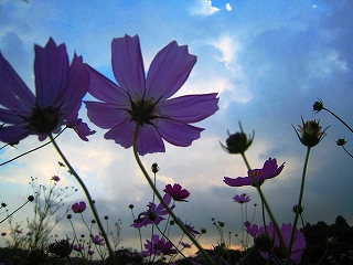花之江の郷・コスモスの風景