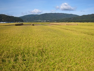 遠野盆地、色づく田園風景