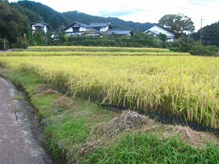 旧中山道妻籠宿近くの水田の風景