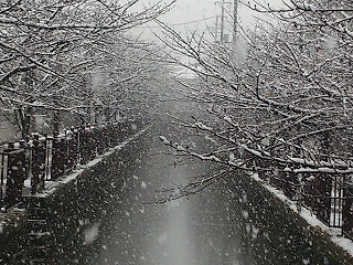 太田市中心部、八瀬川に降る雪の風景