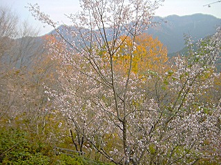 城峯公園、冬桜の咲く風景