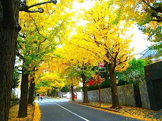 田園調布・銀杏並木の風景