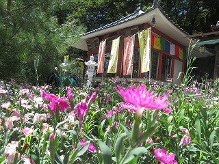 不動寺の撫子