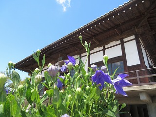 多宝寺の桔梗