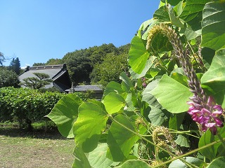 遍照寺の葛