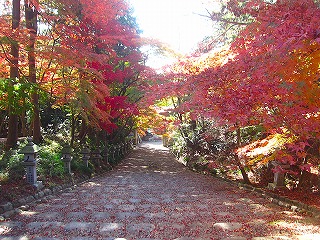 胡宮神社、紅葉の風景