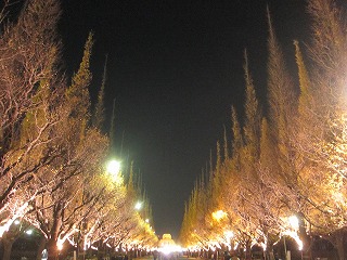 神宮外苑いちょう並木、夜の風景