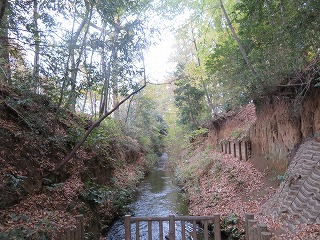 玉川上水緑道、枯葉の落ちる風景