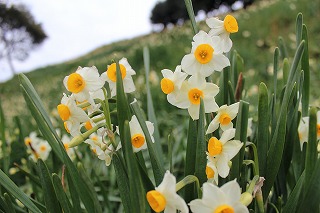 越前岬周辺の水仙の咲く風景