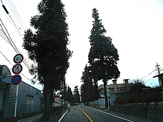 旧中山道・安中杉並木の風景