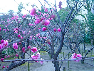 縮景園、梅林の風景
