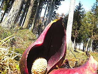 沼の窪ザゼンソウ群生地、森の中の風景