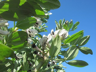 南房総白間津、花畑の中で見つけた空豆の花の風景