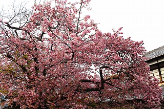 河津桜原木、満開の風景
