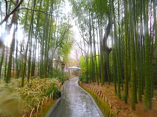 修善寺、竹林の小径の風景