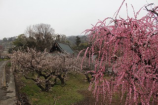 曽我梅林、寺院の屋根が見える風景