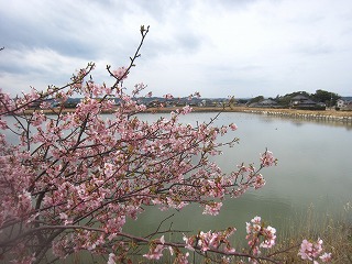 早春の外房、堤と河津桜の風景
